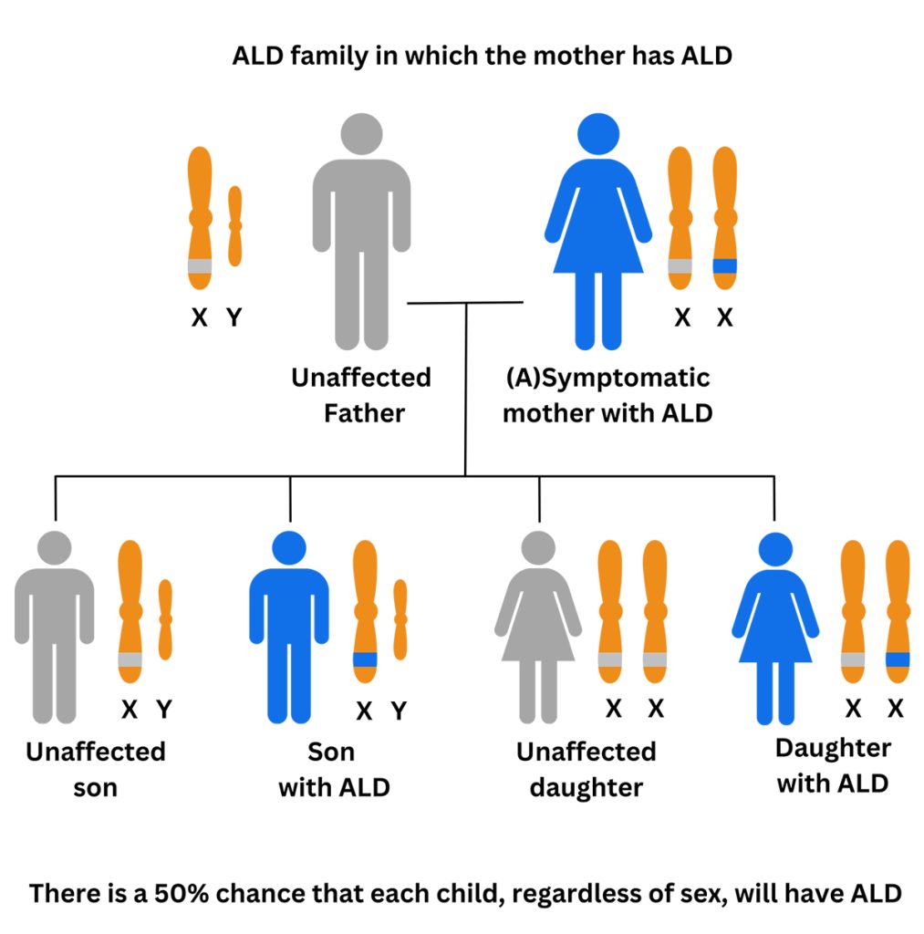 ald inheritability 1 mother